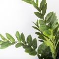 Папоротник душистый (Zamioculcas zamiifolia