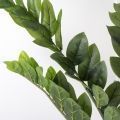 Папоротник душистый (Zamioculcas zamiifolia