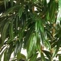 180/219(Пр)(F) Бамбук искусственный Люкс 8 стволов, h180см (латекс)