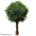 420/РН/Л/219(з)(Пр) Лонгифолия искусственная h420см