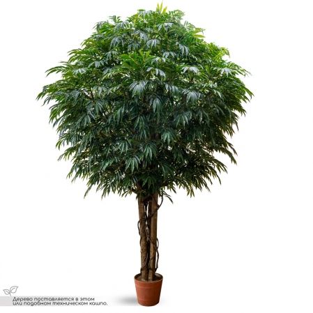 420/РН/Л/219(з)(Пр) Лонгифолия искусственная h420см