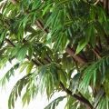 420/РН/Л/219(з)(Пр)(F) Лонгифолия искусственная h420см