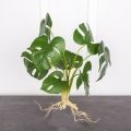 7143А/0033-11 Монстера искусственная куст 8 частей с корнями h46см (латекс)