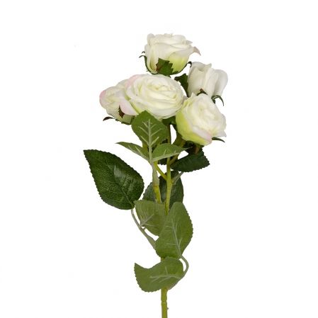 401/0159-23В Роза кустовая *5 h60см (белая)