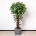 160/ССТК/ВП/34 Фикус искусственный h160см (латекс)