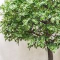 420разб/17М(з)(Fix) Фикус Бенджамина искусственный разборный h420см