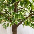 420разб/17М(з)(Fix) Фикус Бенджамина искусственный разборный h420см