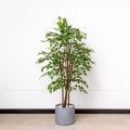 150/УК/300-4(з) Фикус искусственный h150см (латекс)