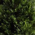Т120/1466(F) Туя искусственная конус Люкс д/улицы h120см (искусственный ствол)