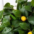 080/РН/497(з) Лимон искусственный с плодами h80см(латекс)