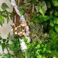 260/РН/ОС Декоративный фрагмент леса h260см, пристенный