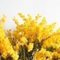 ДЛ/РН/43(Пр)(F) Декор входной группы весенний с мимозой L100см на прутьях, пристенный