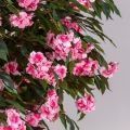 250/РН/439(з)(Пр)(F) Жасмин искусственный цветущий h250см на основании
