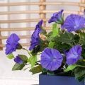ТДЯ440-4(F) Петуния искусственная синяя в деревянном ящике 20х9х8см