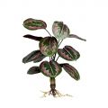 7143/0471-4 Калатея искусственная куст с корнями 12 листов h57см, зелено-фиолетовая