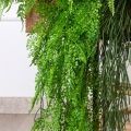 К472(з)(F) Композиция искусств.Тропический микс с адиантумом и экзальтатой в кокос. боксе 73,5х18х12