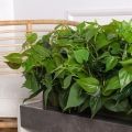 ВМ69(з)(F) Композиция искусственная со Сциндапсусом на основании 100х15х5см