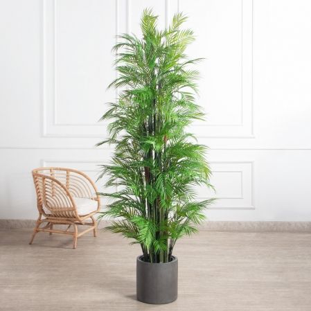 ПК200/5С/359(з)(Пр)(F) Пальма кустовая h200см