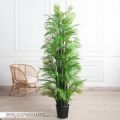ПК200/5С/359(з)(Пр)(F) Пальма кустовая h200см