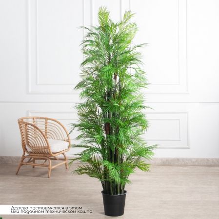 ПК200/5С/359(з)(Пр)(F) Пальма кустовая h200см