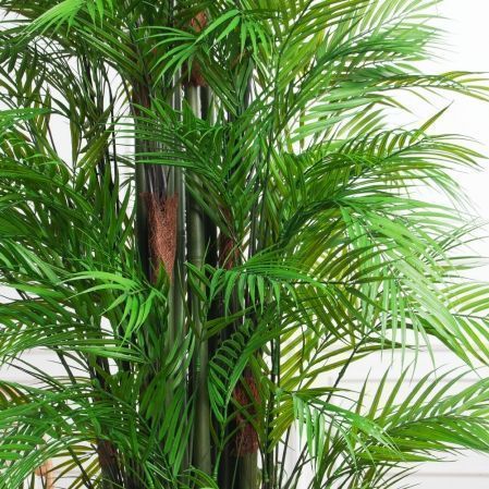 ПК200/5С/359(з)(Пр)(F) Пальма кустовая h200см