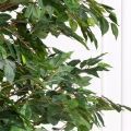 270МЕТст/разб/ПС/34(F) Фикус искусственный h270см
