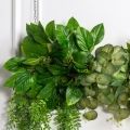 Л137(з)(Пр)(F) Лиана  искусственная с пеперомией L100см (свес 20-60см)