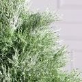 045/НГ/508(Пр)(F) Кипарис искусственный глиттер h45см