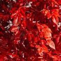 220/РН/17М-1(з)(F) Фикус искусственный с покрасом RAL3020, h220см d120см, латекс