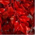 170/РН/17М(з)(Пр)(F) Фикус искусственный с покрасом RAL3020. h170см d90см, латекс