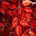 170/РН/17М(з)(Пр)(F) Фикус искусственный с покрасом RAL3020. h170см d90см, латекс