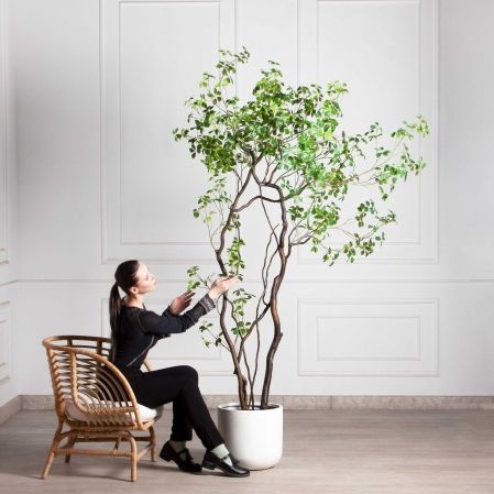 220/ВИТ/АСС/534(Пр)(F) Шеффлера искусственная Компакта  h220см