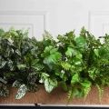КН377/СТ(F) Композиция искусственная зеленый микс с Аукубой (латекс) в кокосовом боксе 75х20х10см