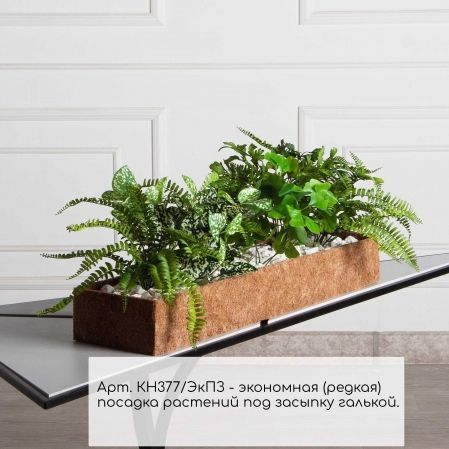 КН377/ЭкПЗ(F) Композиция искусственная зеленый микс с Аукубой (латекс) в кокосовом боксе 75х20х10см