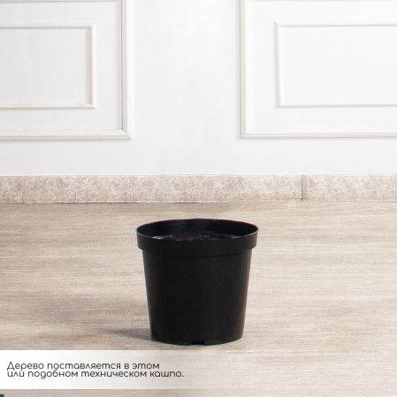 280/ОС/АСС/424(Пр)(F) Глициния(вистерия) искусственная h280см (латекс), белая 280/ОС/АСС/424(Пр)(F) Глициния(вистерия) искусственная h280см (латекс), белая