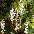 280/ОС/АСС/424(Пр)(F) Глициния(вистерия) искусственная h280см (латекс), белая