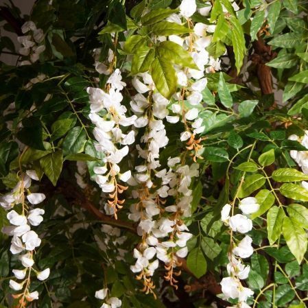 280/ОС/АСС/424(Пр)(F) Глициния(вистерия) искусственная h280см (латекс), белая