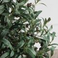 120/ВИТ/465(з)(F) Оливковое дерево искусственное с плодами h120см d60см