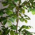240/РН/АСС/618(Пр)(F) Магнолия искусственная h240см