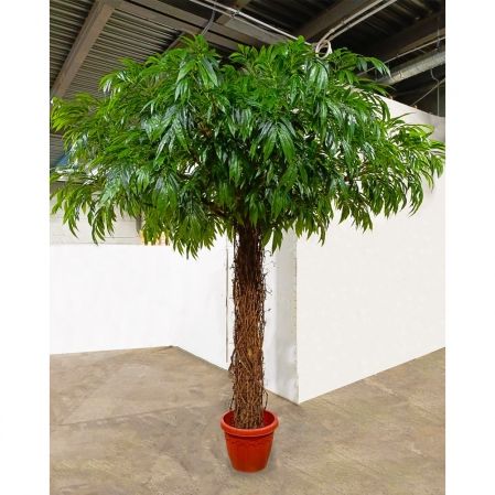 300/ССТК/ВП/2199(з)(F) Лонгифолия искусственная h300см d300см, латекс