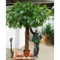 300/ССТК/ВП/2199(з)(F) Лонгифолия искусственная h300см d300см, латекс
