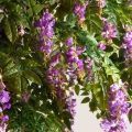 280/ОС/АСС/424-1(Пр)(F) Глициния(вистерия) искусственная h280см (латекс), сиреневая