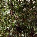 320/ОС/АСС/17(Пр)(F)Фикус Бенджамина искусственный h320см