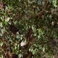 320/ОС/АСС/17(Пр)(F)Фикус Бенджамина искусственный h320см