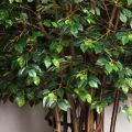 300/РН/Л/34(Пр)(F)Фикус искусственный h300см (латекс) на основании