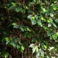 300/РН/Л/34(Пр)(F)Фикус искусственный h300см (латекс) на основании