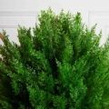Т060/201(з)(F) Туя-шар искусственный Элеганс h70см, d60см в кашпо