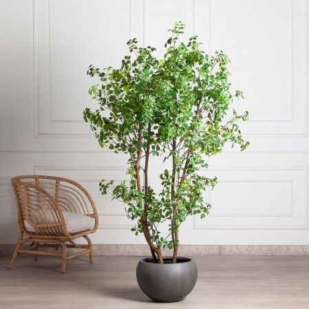 190/РН/ОК/534-1(з)(Пр)(F) Шеффлера искусственная Компакта h190см d100см в кашпо, латекс 190/РН/ОК/534-1(з)(Пр)(F) Шеффлера искусственная Компакта h190см d100см в кашпо, латекс