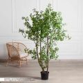 190/РН/ОК/534-1(з)(F) Шеффлера искусственная Компакта h190см d100см в кашпо, латекс