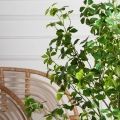 120/РН/ОК/534(з)(F) Шеффлера искусственная Компакта h120см d60см в кашпо, латекс